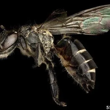 thumbnail for publication: Black Dwarf Honey Bee Apis andreniformis Smith, 1858 (Insecta: Hymenoptera: Apidae)